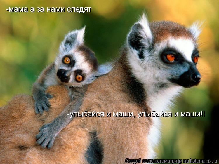 -мама а за нами следят -улыбайся и маши, улыбайся и маши!!... Котоматрица: -мама а за нами следят -улыбайся и маши, улыбайся и маши!!