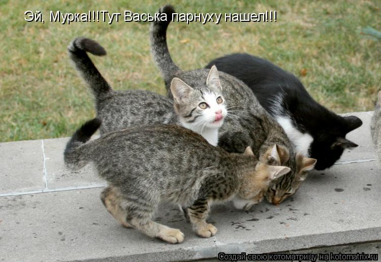 Эй, Мурка!!!Тут Васька парнуху нашел!!!... Котоматрица: Эй, Мурка!!!Тут Васька парнуху нашел!!!