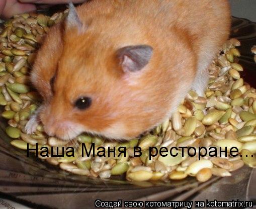 Наша Маня в ресторане...... Котоматрица: Наша Маня в ресторане...