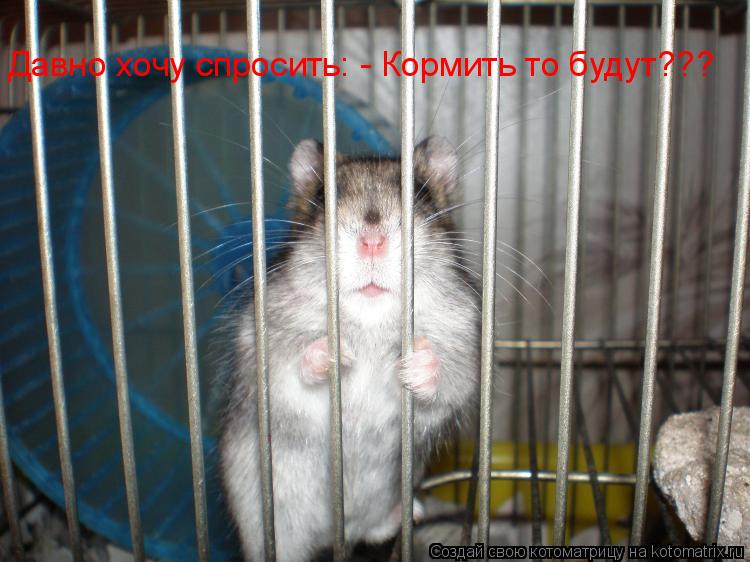 Давно хочу спросить: - Кормить то будут???... Котоматрица: Давно хочу спросить: - Кормить то будут???