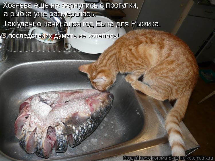 Котоматрица: Хозяева ещё не вернулись с прогулки,  а рыбка уже размёрзлась. Так удачно начинался год Быка для Рыжика. О последствиях думать не хотелось!