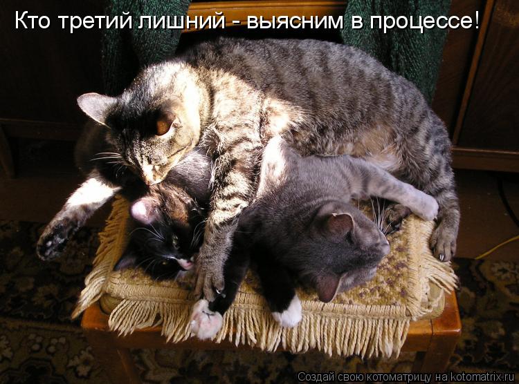 Кто третий лишний - выясним в процессе!... Котоматрица: Кто третий лишний - выясним в процессе!