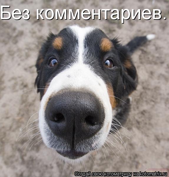 Без комментариев.... Котоматрица: Без комментариев.