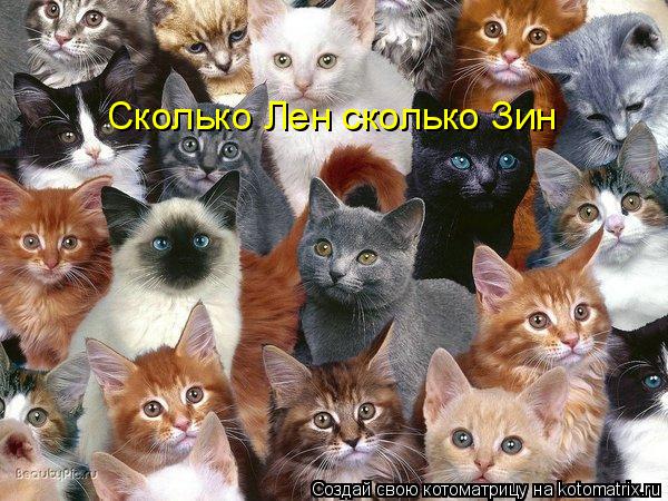 Сколько Лен сколько Зин... Котоматрица: Сколько Лен сколько Зин
