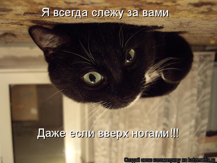 Я всегда слежу за вами Даже если вверх ногами!!!... Котоматрица: Я всегда слежу за вами Даже если вверх ногами!!!