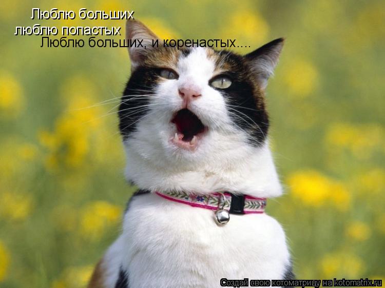 Люблю больших люблю попастых Люблю больших, и коренастых....... Котоматрица: Люблю больших люблю попастых Люблю больших, и коренастых....