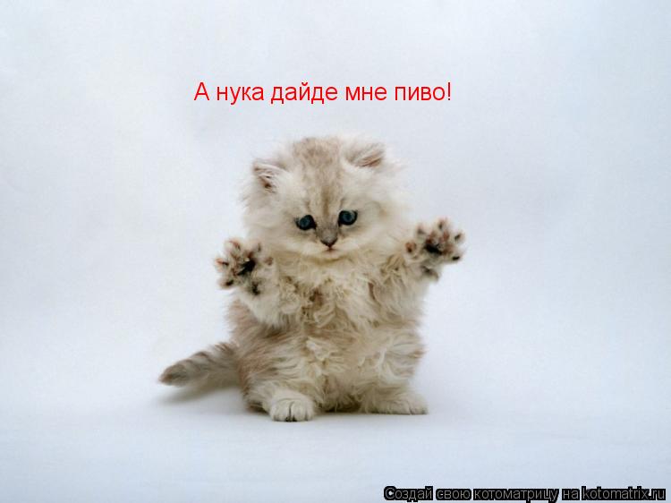 А нука дайде мне пиво!... Котоматрица: А нука дайде мне пиво!