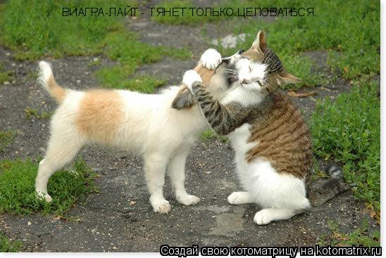 ВИАГРА-ЛАЙТ - ТЯНЕТ ТОЛЬКО ЦЕЛОВАТЬСЯ.... Котоматрица: ВИАГРА-ЛАЙТ - ТЯНЕТ ТОЛЬКО ЦЕЛОВАТЬСЯ.