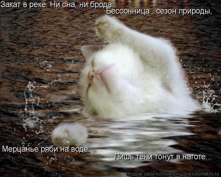 Закат в реке… Ни сна, ни брода. Бессонница – сезон природы, Мерцанье ряби на воде. Лишь тени тонут в ... Котоматрица: Закат в реке… Ни сна, ни брода. Бессонница – сезон природы, Мерцанье ряби на воде. Лишь тени тонут в наготе...