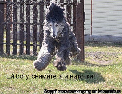 Ей богу, снимите эти ниточки!!!... Котоматрица: Ей богу, снимите эти ниточки!!!