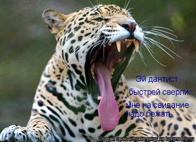 Эй дантист быстрей сверли. мне на свидание надо бежать... Котоматрица: Эй дантист быстрей сверли. мне на свидание надо бежать