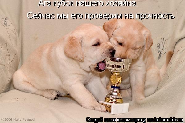 Сейчас мы его проверим на прочность Ага кубок нашего хозяйна... Котоматрица: Сейчас мы его проверим на прочность Ага кубок нашего хозяйна