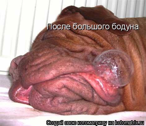 После большого бодуна... Котоматрица: После большого бодуна