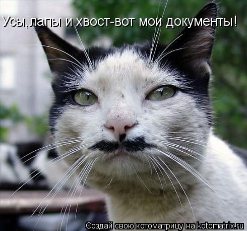 Котоматрица: Усы,лапы и хвост-вот мои документы!