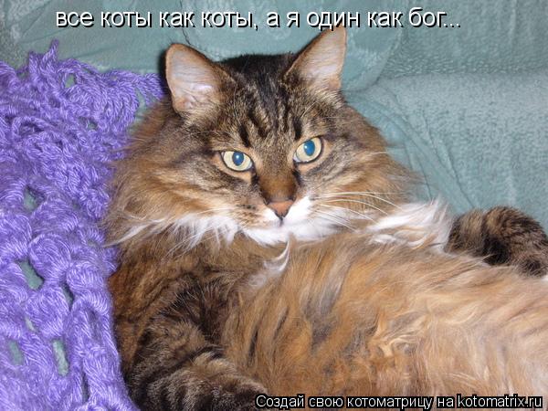 все коты как коты, а я один как бог...... Котоматрица: все коты как коты, а я один как бог...