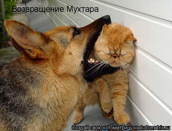 Возвращение Мухтара... Котоматрица: Возвращение Мухтара