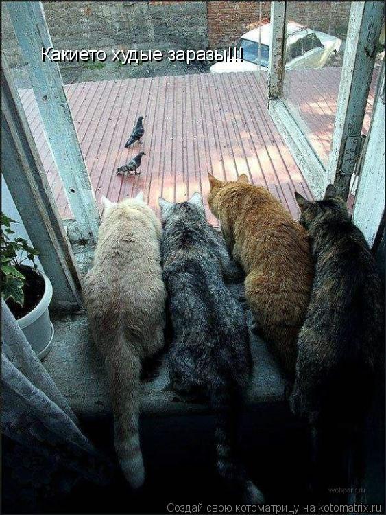 Какието худые заразы!!!... Котоматрица: Какието худые заразы!!!