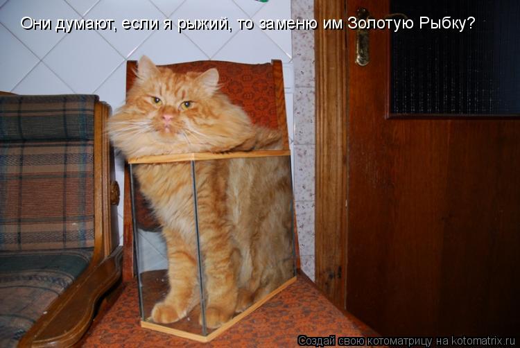 Котоматрица: Они думают, если я рыжий, то заменю им Золотую Рыбку?