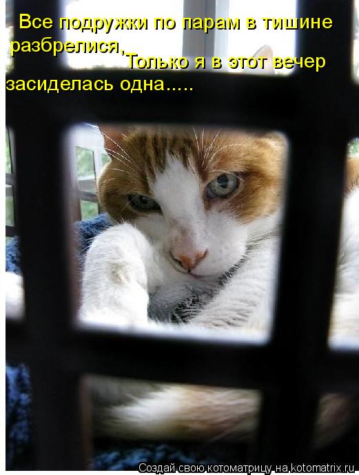 Все подружки по парам в тишине разбрелися, Только я в этот вечер засиделась одна........ Котоматрица: Все подружки по парам в тишине разбрелися, Только я в этот вечер засиделась одна.....