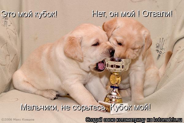 Котоматрица: Это мой кубок! Нет, он мой ! Отвали! Мальчики, не сорьтесь. Кубок мой!