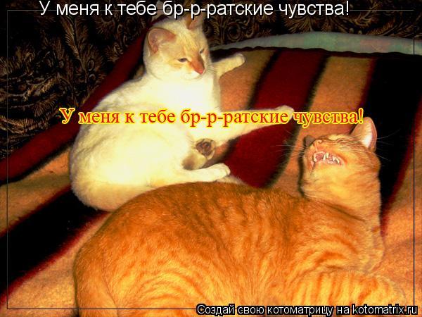 У меня к тебе бр-р-ратские чувства!... Котоматрица: У меня к тебе бр-р-ратские чувства!