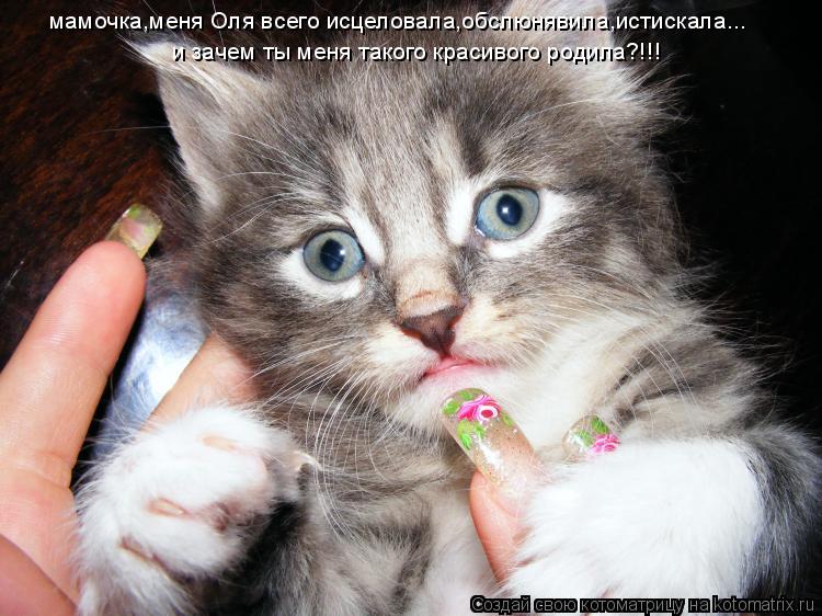 мамочка,меня Оля всего исцеловала,обслюнявила,истискала... и зачем ты меня такого красивого родила?!!... Котоматрица: мамочка,меня Оля всего исцеловала,обслюнявила,истискала... и зачем ты меня такого красивого родила?!!!
