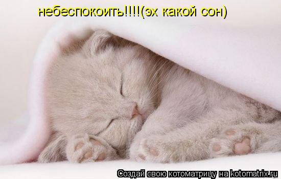 небеспокоить!!!!(эх какой сон)... Котоматрица: небеспокоить!!!!(эх какой сон)