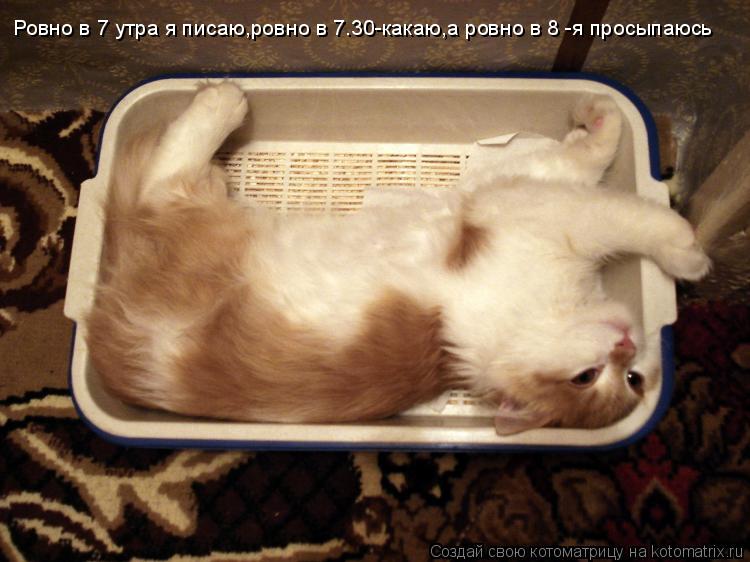 Котоматрица: Ровно в 7 утра я писаю,ровно в 7.30-какаю,а ровно в 8 -я просыпаюсь
