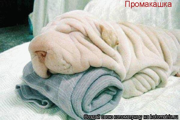 Промакашка... Котоматрица: Промакашка