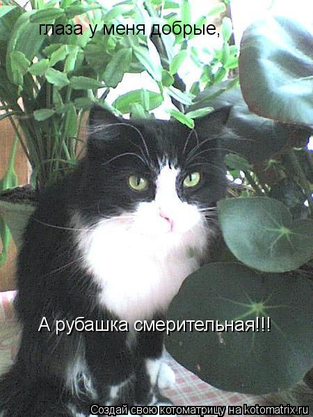 глаза у меня добрые, А рубашка смерительная!!!... Котоматрица: глаза у меня добрые, А рубашка смерительная!!!
