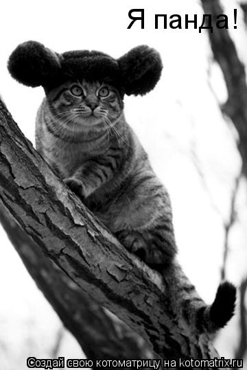 Я панда!... Котоматрица: Я панда!