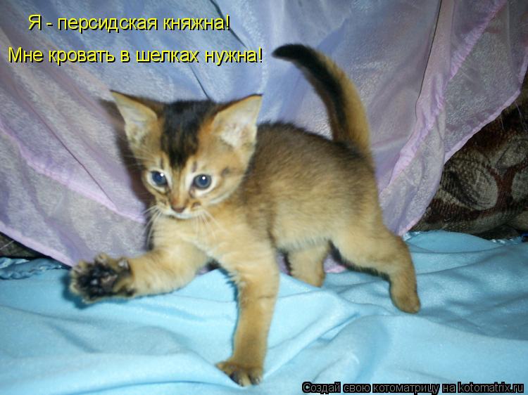 Я - персидская княжна! Мне кровать в шелках нужна!... Котоматрица: Я - персидская княжна! Мне кровать в шелках нужна!