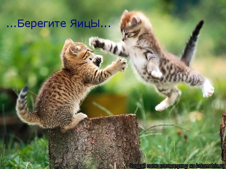...Берегите ЯицЫ...... Котоматрица: ...Берегите ЯицЫ...