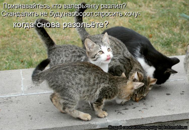 Признавайтесь,кто валерьянку разлил? Скандалить не буду,наоборот,спросить хочу- когда снова разольёте... Котоматрица: Признавайтесь,кто валерьянку разлил? Скандалить не буду,наоборот,спросить хочу- когда снова разольёте?