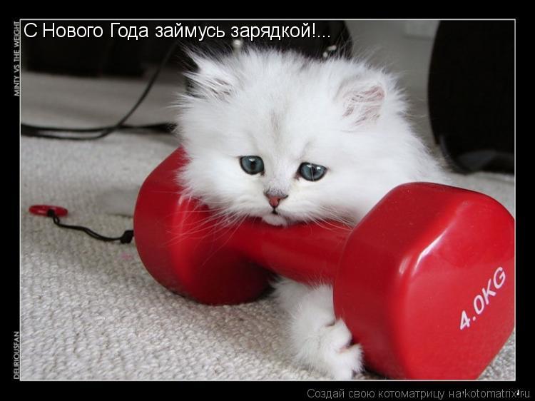 С Нового Года займусь зарядкой!...... Котоматрица: С Нового Года займусь зарядкой!...