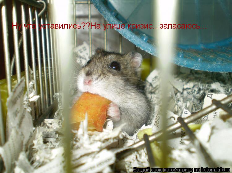 Ну что уставились??На улице кризис...запасаюсь...... Котоматрица: Ну что уставились??На улице кризис...запасаюсь...