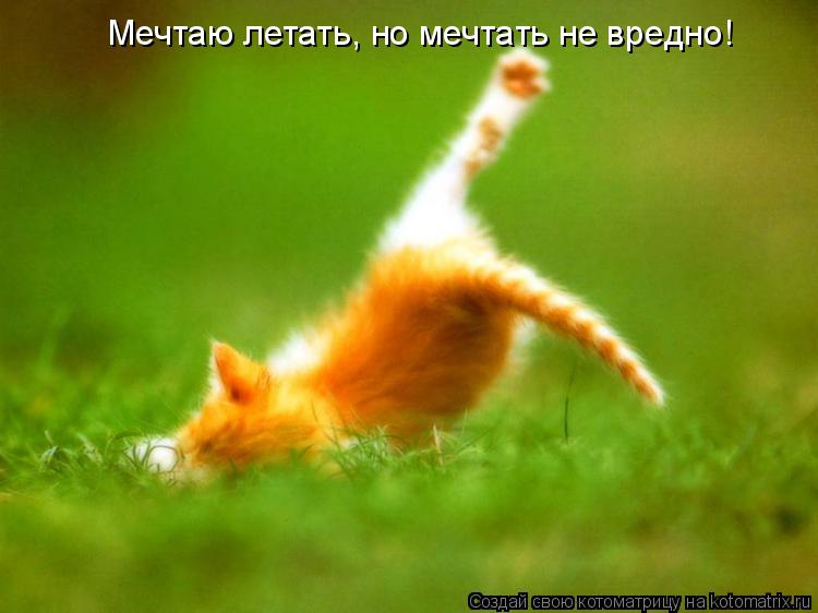 Мечтаю летать, но мечтать не вредно!... Котоматрица: Мечтаю летать, но мечтать не вредно!