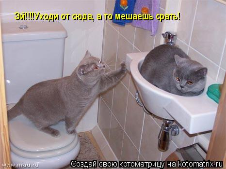 Эй!!!!Уходи от сюда, а то мешаешь срать!... Котоматрица: Эй!!!!Уходи от сюда, а то мешаешь срать!