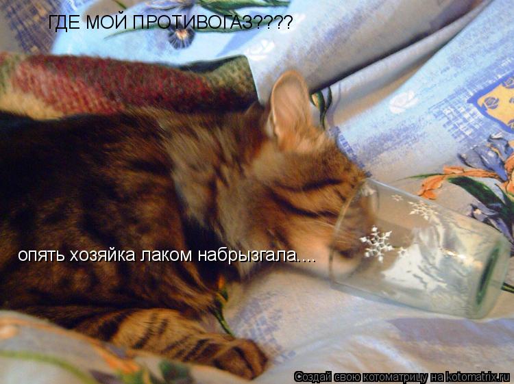 опять хозяйка лаком набрызгала.... ГДЕ МОЙ ПРОТИВОГАЗ????... Котоматрица: опять хозяйка лаком набрызгала.... ГДЕ МОЙ ПРОТИВОГАЗ????