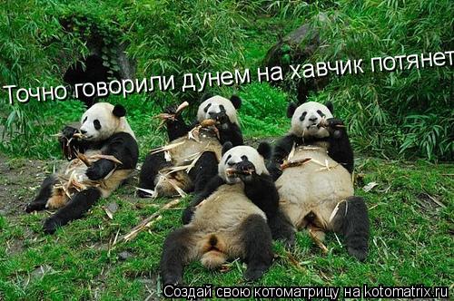Точно говорили дунем на хавчик потянет(... Котоматрица: Точно говорили дунем на хавчик потянет(