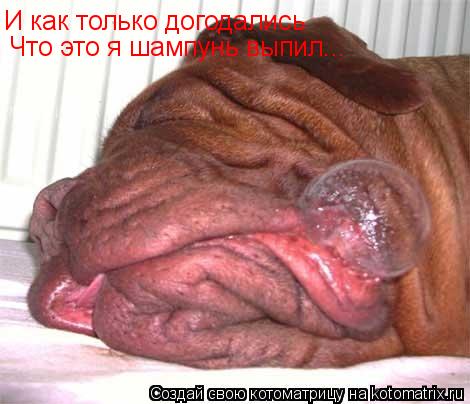 И как только догодались Что это я шампунь выпил...... Котоматрица: И как только догодались Что это я шампунь выпил...