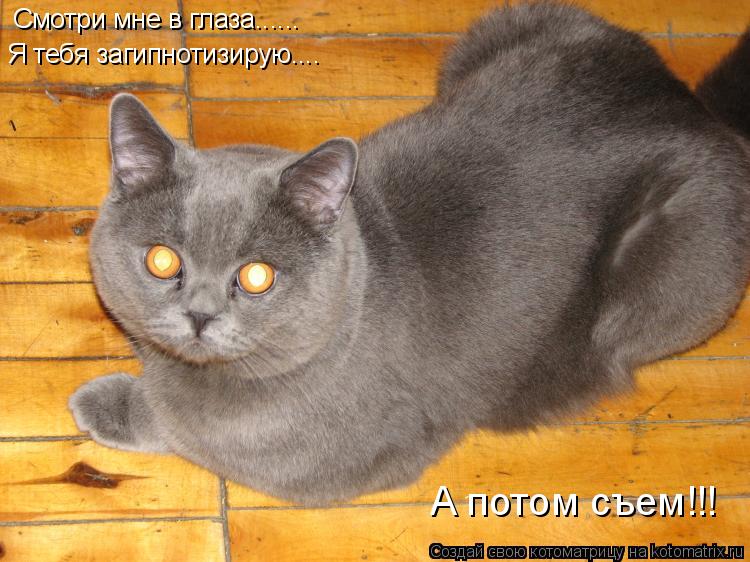Смотри мне в глаза...... Я тебя загипнотизирую.... А потом съем!!!... Котоматрица: Смотри мне в глаза...... Я тебя загипнотизирую.... А потом съем!!!