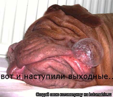вот и наступили выходные...... Котоматрица: вот и наступили выходные...