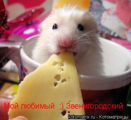 Котоматрица: Мой любимый  :) Звенигородский