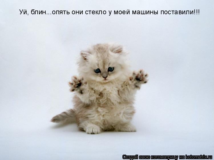Уй, блин...опять они стекло у моей машины поставили!!!... Котоматрица: Уй, блин...опять они стекло у моей машины поставили!!!