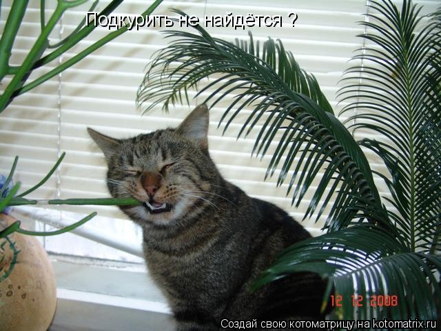 Подкурить не найдётся ?... Котоматрица: Подкурить не найдётся ?