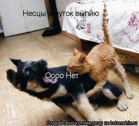 Оооо Нет Несцы я чуток выпйю... Котоматрица: Оооо Нет Несцы я чуток выпйю