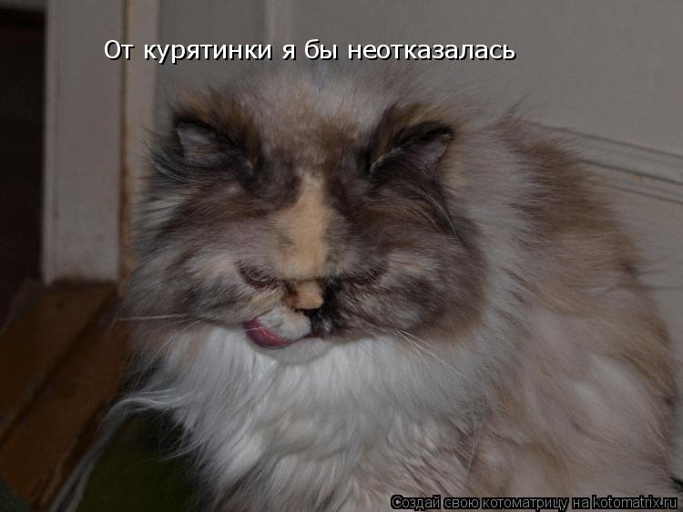 Котоматрица: От курятинки я бы неотказалась