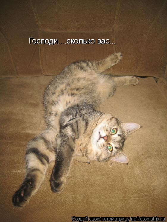 Господи....сколько вас...... Котоматрица: Господи....сколько вас...