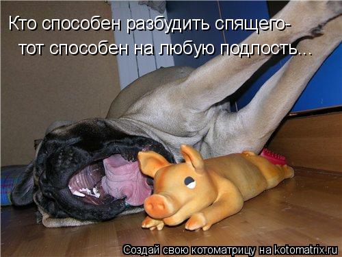 Кто способен разбудить спящего- тот способен на любую подлость...... Котоматрица: Кто способен разбудить спящего- тот способен на любую подлость...